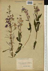 Chamaenerion angustifolium (L.) Scop., Eastern Europe, Northern region (E1) (Russia)
