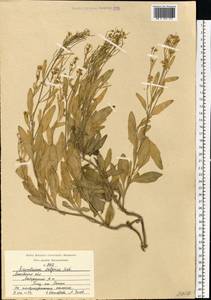 Sisymbrium volgense M.Bieb. ex E.Fourn., Eastern Europe, Moscow region (E4a) (Russia)