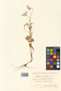 Raphanus sativus L., Siberia, Russian Far East (S6) (Russia)