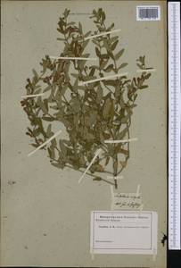 Scutellaria, Botanic gardens and arboreta (GARD) (Russia)