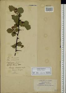 Crataegus sanguinea Pall., Eastern Europe, Eastern region (E10) (Russia)