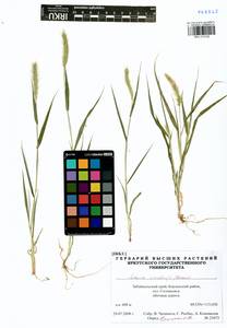 Setaria viridis (L.) P.Beauv., Siberia, Baikal & Transbaikal region (S4) (Russia)