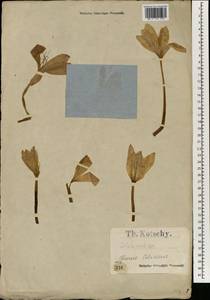 Colchicum, South Asia, South Asia (Asia outside ex-Soviet states and Mongolia) (ASIA) (Turkey)