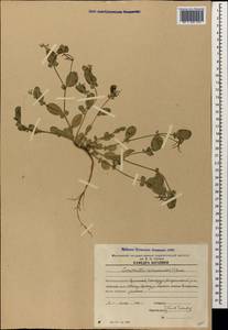 Coronilla scorpioides (L.)Koch, Caucasus, Armenia (K5) (Armenia)