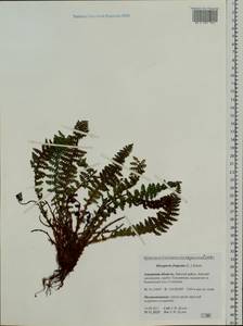 Dryopteris fragrans (L.) Schott, Siberia, Russian Far East (S6) (Russia)