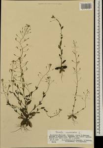 Draba nemorosa L., Mongolia (MONG) (Mongolia)
