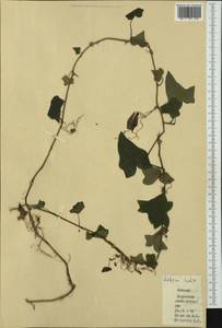 Hedera helix L., Western Europe (EUR) (Spain)