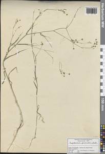 Bupleurum gerardi All., South Asia, South Asia (Asia outside ex-Soviet states and Mongolia) (ASIA) (Turkey)