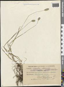 Phleum alpinum L., Caucasus, North Ossetia, Ingushetia & Chechnya (K1c) (Russia)