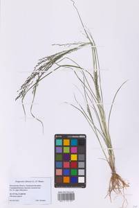Eragrostis albensis H.Scholz, Eastern Europe, Moscow region (E4a) (Russia)