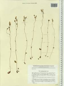 Saxifraga sibirica L., Siberia, Yakutia (S5) (Russia)