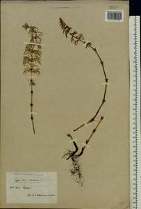 Equisetum sylvaticum L., Eastern Europe, Central forest-and-steppe region (E6) (Russia)