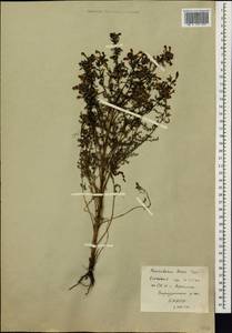 Pedicularis palustris subsp. karoi (Freyn) Tsoong, Siberia, Baikal & Transbaikal region (S4) (Russia)