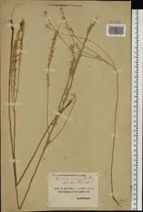Berteroa incana (L.) DC., Eastern Europe, Central forest-and-steppe region (E6) (Russia)