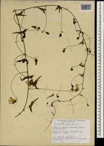 Convolvulus scammonia L., South Asia, South Asia (Asia outside ex-Soviet states and Mongolia) (ASIA) (Turkey)