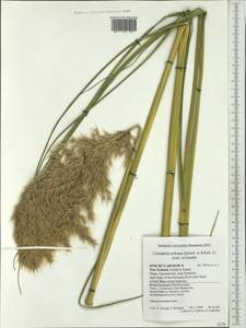Cortaderia selloana (Schult. & Schult.f.) Asch. & Graebn., Australia & Oceania (AUSTR) (New Zealand)