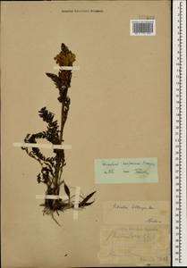 Pedicularis kaufmannii Pinzger, Caucasus, Stavropol Krai, Karachay-Cherkessia & Kabardino-Balkaria (K1b) (Russia)