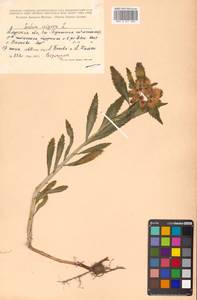 Phedimus aizoon (L.) 't Hart, Siberia, Russian Far East (S6) (Russia)