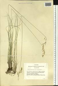 Helictotrichon desertorum (Less.) Pilg., Siberia, Altai & Sayany Mountains (S2) (Russia)