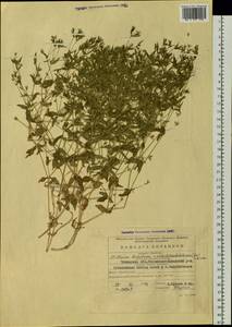 Mesostemma dichotomum (L.) Arabi, Rabeler & Zarre, Siberia, Baikal & Transbaikal region (S4) (Russia)