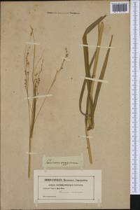 Echinochloa oryzoides (Ard.) Fritsch, Western Europe (EUR) (Not classified)