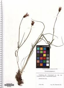 Scorzonera purpurea L., Eastern Europe, Middle Volga region (E8) (Russia)