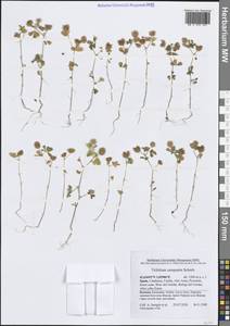 Trifolium campestre Schreb., Western Europe (EUR) (Spain)
