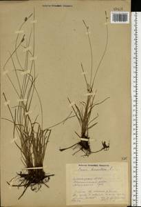 Carex tomentosa L., Eastern Europe, Eastern region (E10) (Russia)