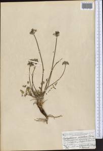 Lomatocarpa albomarginata (Schrenk) Pimenov & Lavrova, Middle Asia, Dzungarian Alatau & Tarbagatai (M5) (Kazakhstan)