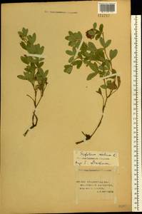 Trifolium medium L., Eastern Europe, Lower Volga region (E9) (Russia)