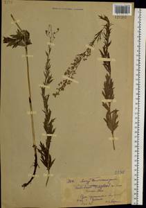 Thalictrum simplex L., Siberia, Russian Far East (S6) (Russia)