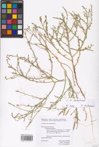 Corispermum pallasii Steven, Eastern Europe, Central forest-and-steppe region (E6) (Russia)