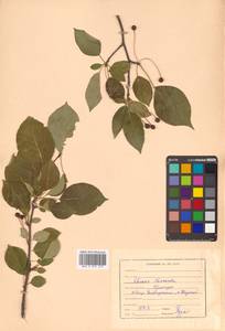 Malus baccata (L.) Borkh., Siberia, Russian Far East (S6) (Russia)