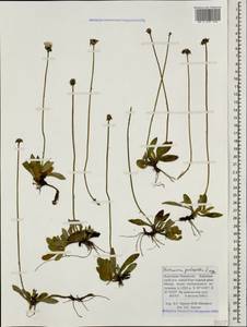Pilosella officinarum Vaill., Caucasus, Stavropol Krai, Karachay-Cherkessia & Kabardino-Balkaria (K1b) (Russia)