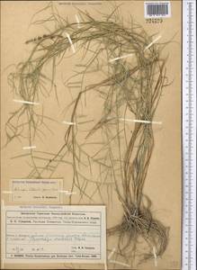 Aeluropus littoralis (Gouan) Parl., Middle Asia, Muyunkumy, Balkhash & Betpak-Dala (M9) (Kazakhstan)