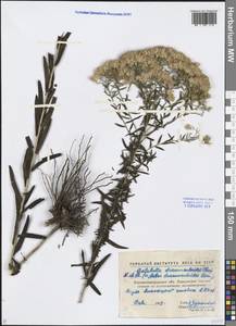 Galatella sedifolia subsp. dracunculoides (Lam.) Greuter, Eastern Europe, North Ukrainian region (E11) (Ukraine)