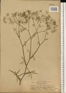 Falcaria vulgaris Bernh., Eastern Europe, Central forest-and-steppe region (E6) (Russia)