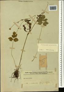 Ranunculus caucasicus M.Bieb., Caucasus, Azerbaijan (K6) (Azerbaijan)
