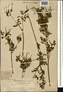 Erodium ciconium, Caucasus, Stavropol Krai, Karachay-Cherkessia & Kabardino-Balkaria (K1b) (Russia)