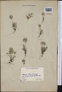 Poaceae, America (AMER) (Mexico)
