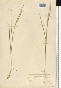 Elymus repens (L.) Gould, Eastern Europe, Lower Volga region (E9) (Russia)
