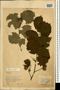 Corylus avellana L., Caucasus, Krasnodar Krai & Adygea (K1a) (Russia)