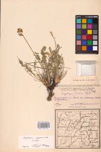 Oxytropis approximata Less., Eastern Europe, Eastern region (E10) (Russia)