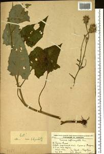 Saussurea subtriangulata Kom., Siberia, Russian Far East (S6) (Russia)