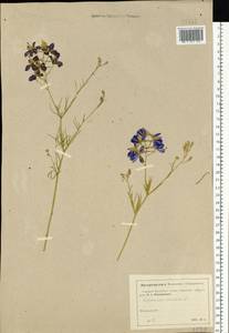 Delphinium consolida subsp. consolida, Eastern Europe, Moscow region (E4a) (Russia)