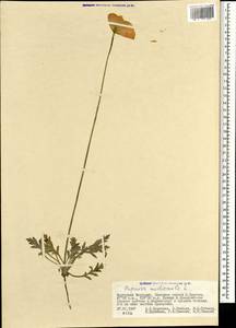 Oreomecon nudicaulis subsp. nudicaulis, Mongolia (MONG) (Mongolia)