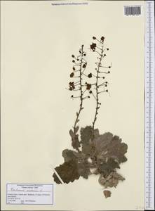 Verbascum arcturus L., Western Europe (EUR) (Greece)