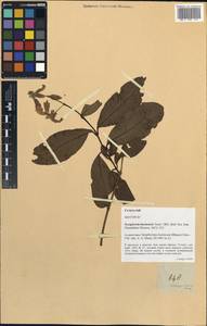 Sczegleewia luconensis, South Asia, South Asia (Asia outside ex-Soviet states and Mongolia) (ASIA) (Philippines)
