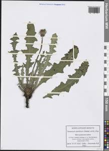 Taraxacum serotinum (Waldst. & Kit.) Poir., Eastern Europe, Central forest-and-steppe region (E6) (Russia)