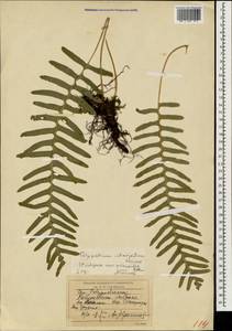 Polypodium interjectum Shivas, Caucasus, Georgia (K4) (Georgia)